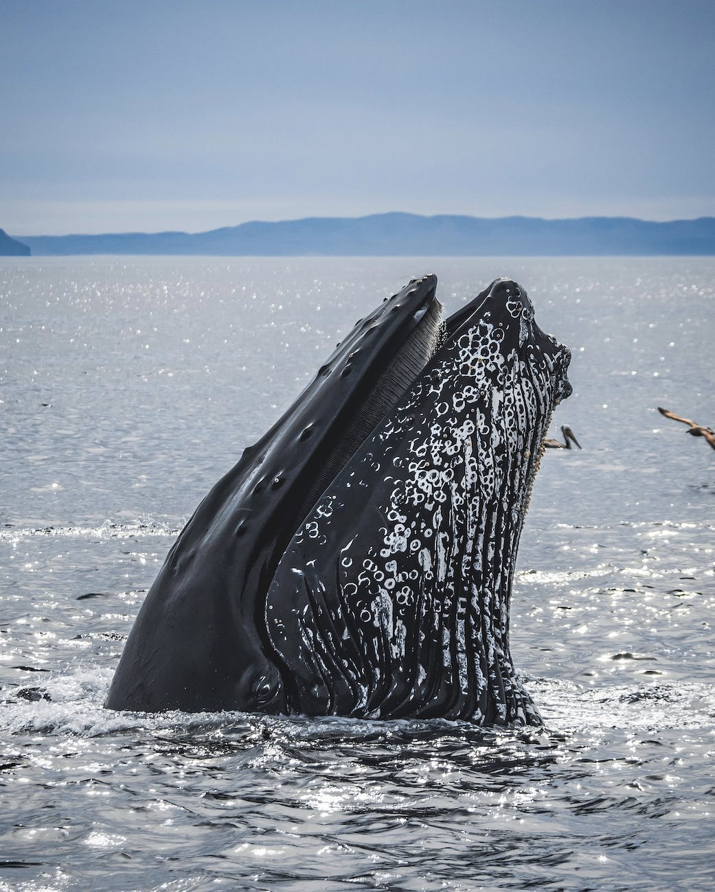 #7 Jonah and the Whale & Your Relationship with God